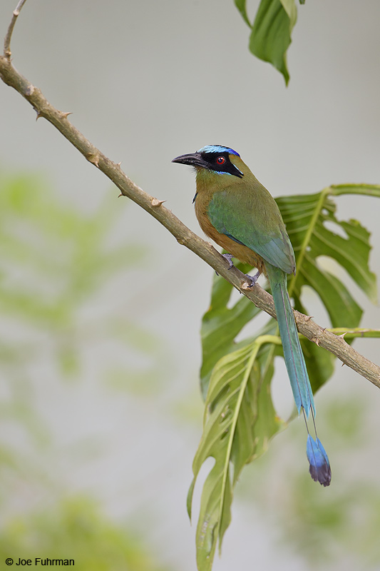 Blue-crowned Motmot Gamboa, Panama March 2008