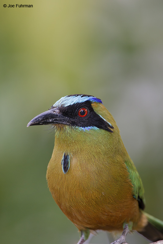 Blue-crowned Motmot Gamboa, Panama March 2008