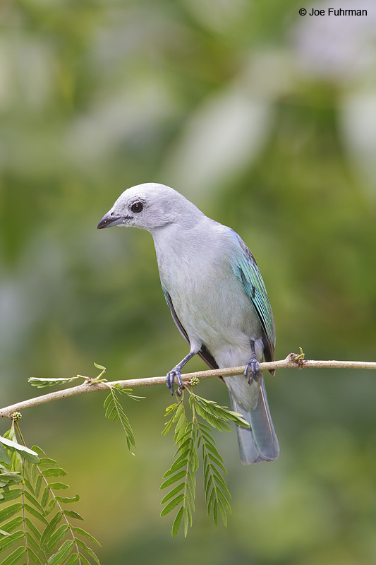Blue-gray Tanager Gamboa, Panama   February 2009