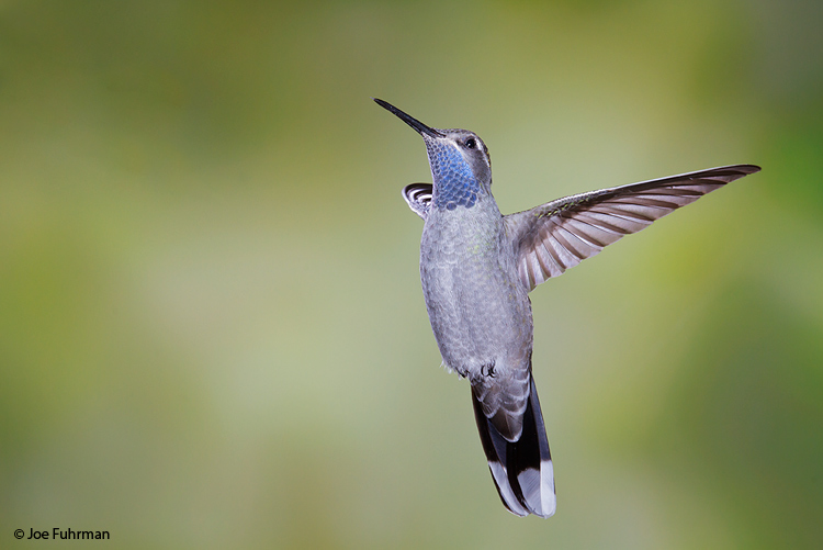 Blue-throated Hummingbird Santa Cruz Co., AZ   April 2010