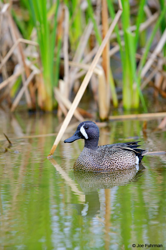 Blue-winged Teal Nueces Co., TX March 2015