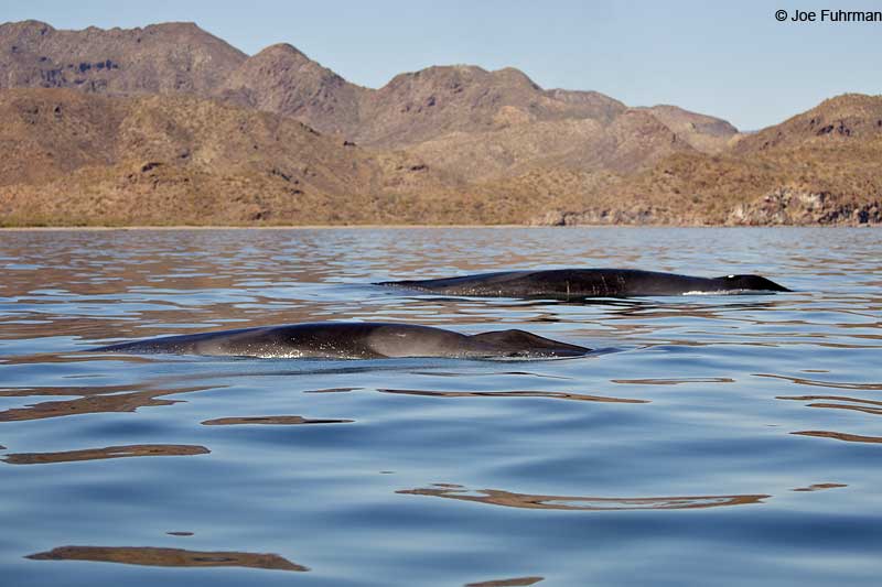 Blue Whale BCS, Mexico March 2011
