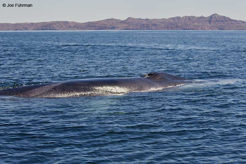 Blue Whale Loreto-BCS, Mexico March 2011