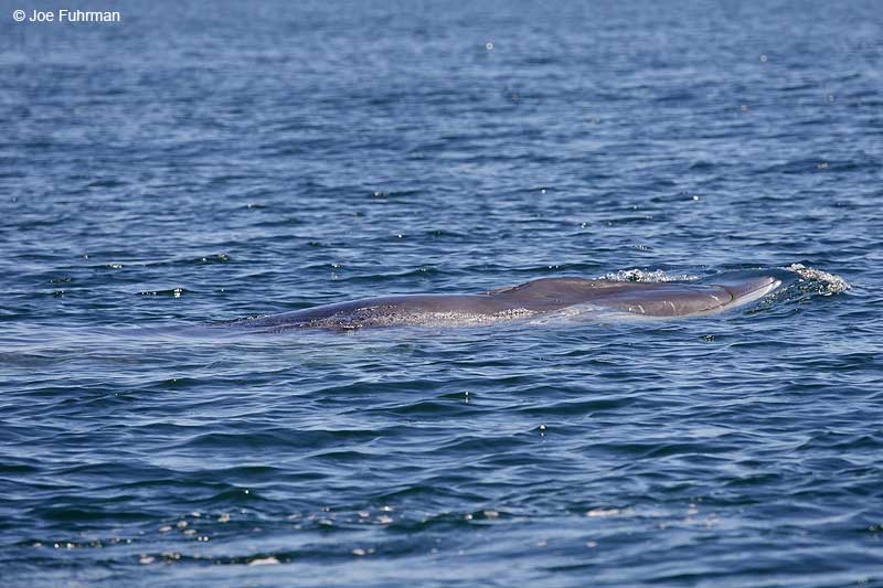 Blue Whale Loreto-BCS, Mexico March 2011