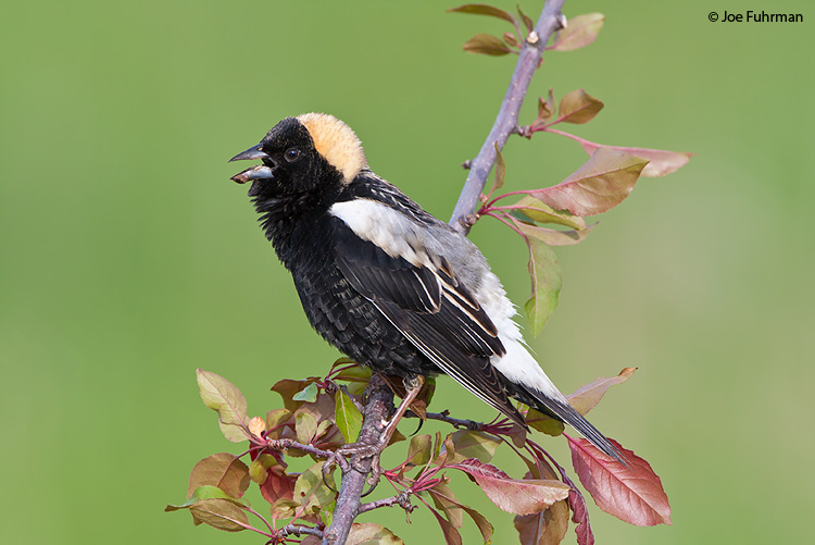 Bobolink male Summit Co., OH May 2009