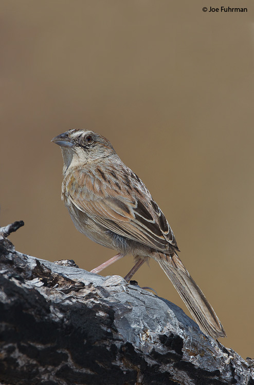 Botteri's Sparrow Pima Co., AZ    May 2011