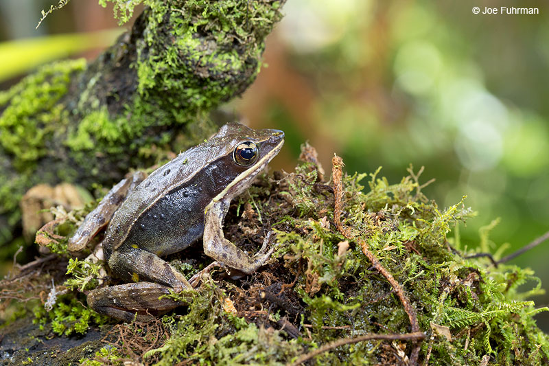 Brilliant_Forest_Frog_16A4531