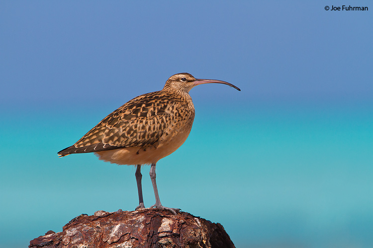 Bristle-thighed Curlew Midway Atoll, HA   March 2010