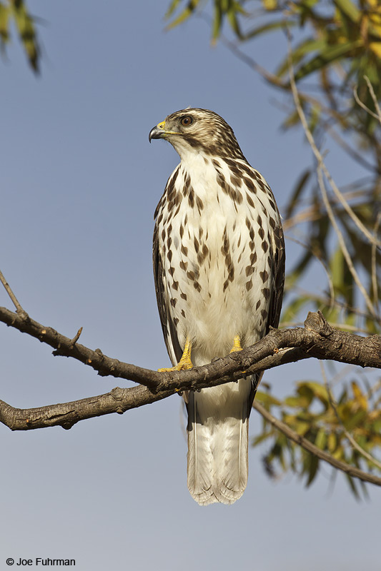 Broad-winged Hawk juvenile L.A. Co., CA Dec. 2010