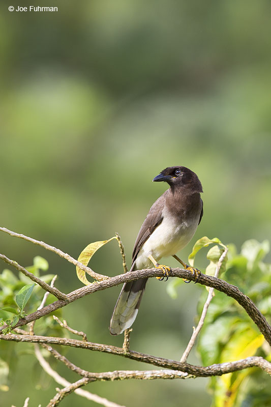 Brown Jay Arenal National Park, Costa Rica Jan. 2014