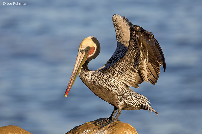 Brown Pelican San Diego, CA Jan. 2014