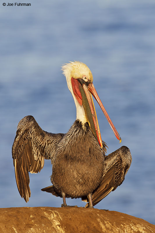 Brown Pelican San Diego, CA Jan. 2014
