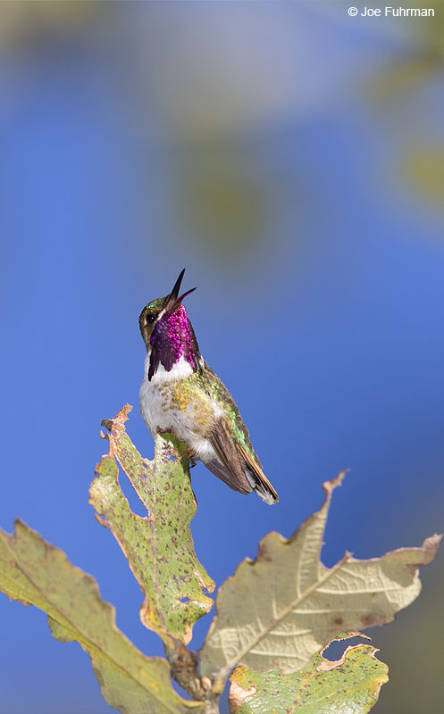 Bumblebee Hummingbird Sierra Madre Mtns. near La Bufa, Jal., Mexico   Dec. 2013