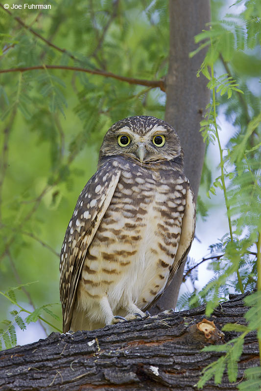 Burrowing Owl Maricopa Co., AZ   October 2005