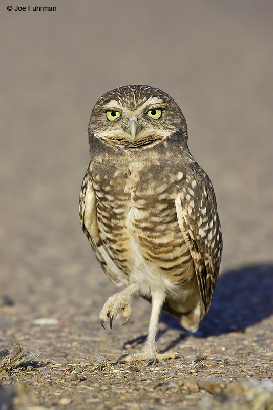 Burrowing Owl Maricopa Co., AZ   October 2005