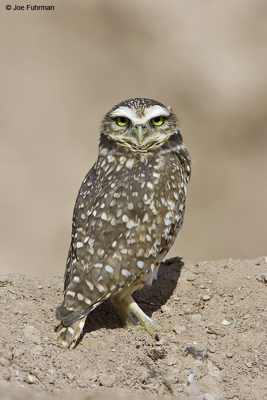 Burrowing Owl Imperial Co., CA   November 2006