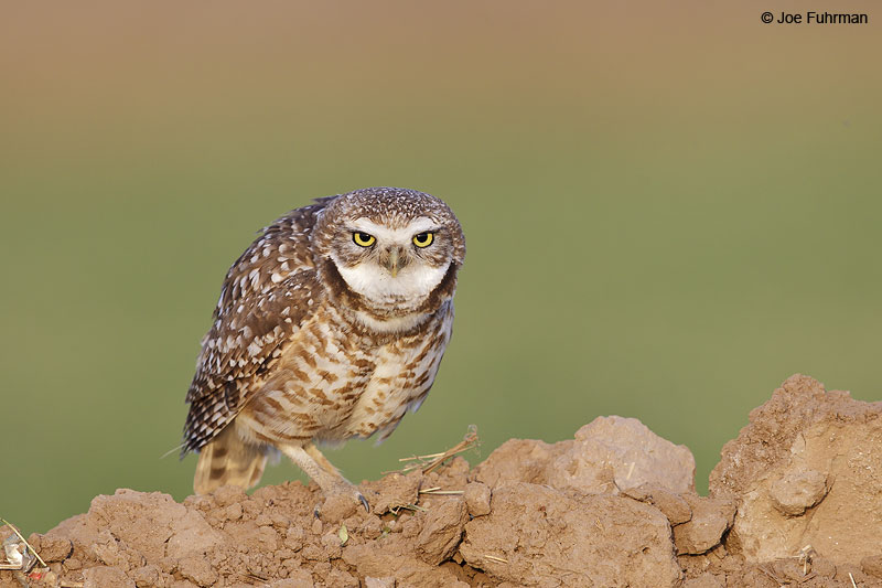 Burrowing Owl Maricopa Co., AZ   April 2013