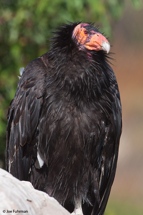California Condor adult-captive San Diego Co., CA May 2009