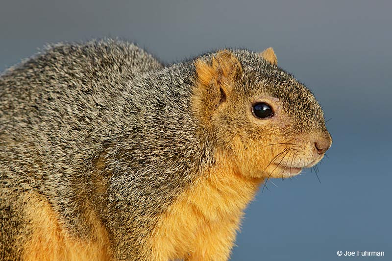 California Ground Squirrel L.A. Co., CA Jan. 2015