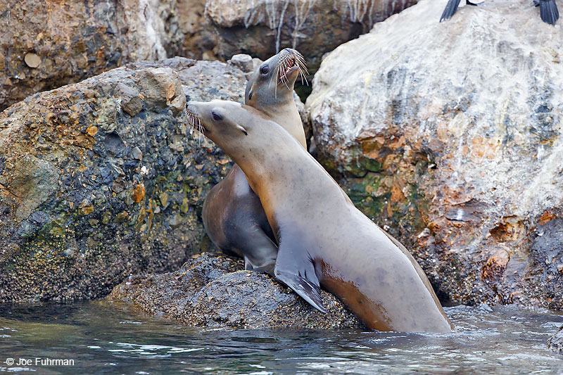 California Sea Lion Monterey, CA August 2016