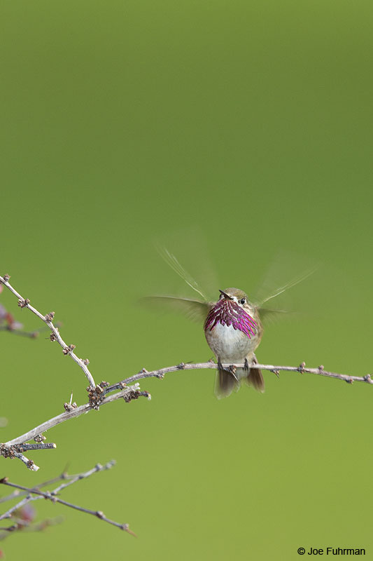 Calliope Hummingbird Apache Co., AZ   Aug. 2014