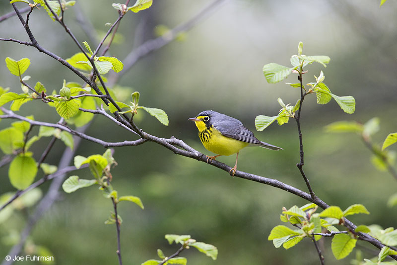 Canada Warbler Piscataquis Co., ME May 2013