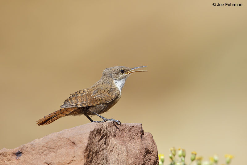 Canyon Wren Chaco Canyon National Park, NM   August 2013