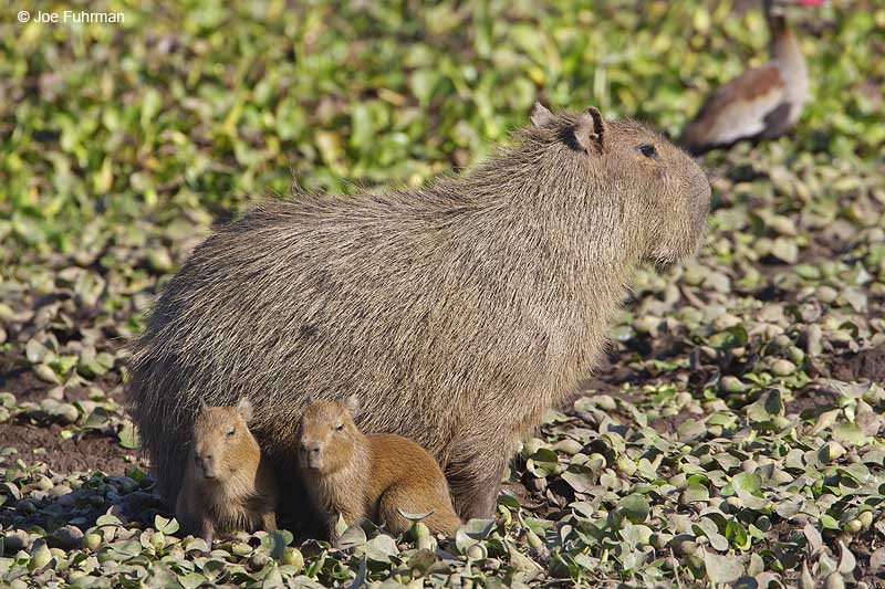Capybara Hato El Cedral, Venezuela February 2009