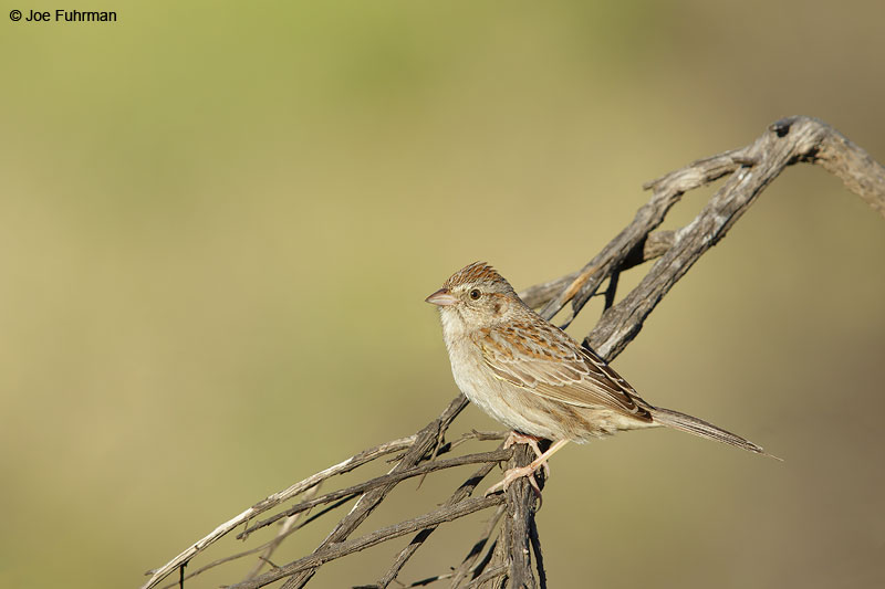 Cassin's SparrowL.A. Co., CA   May 2015