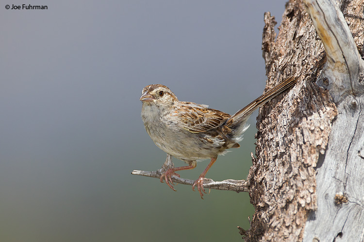 Cassin's Sparrow Pima Co., AZ   July 2011
