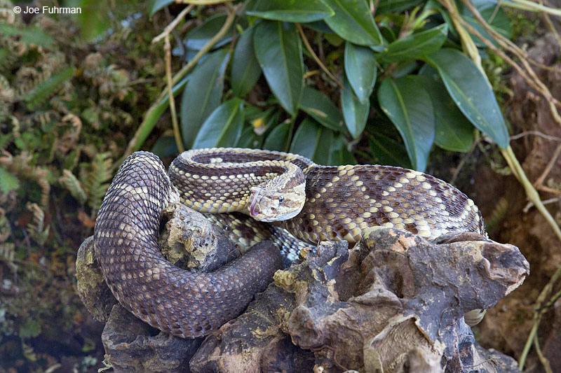 Central_American_Neotropical_Rattlesnake_16A4971