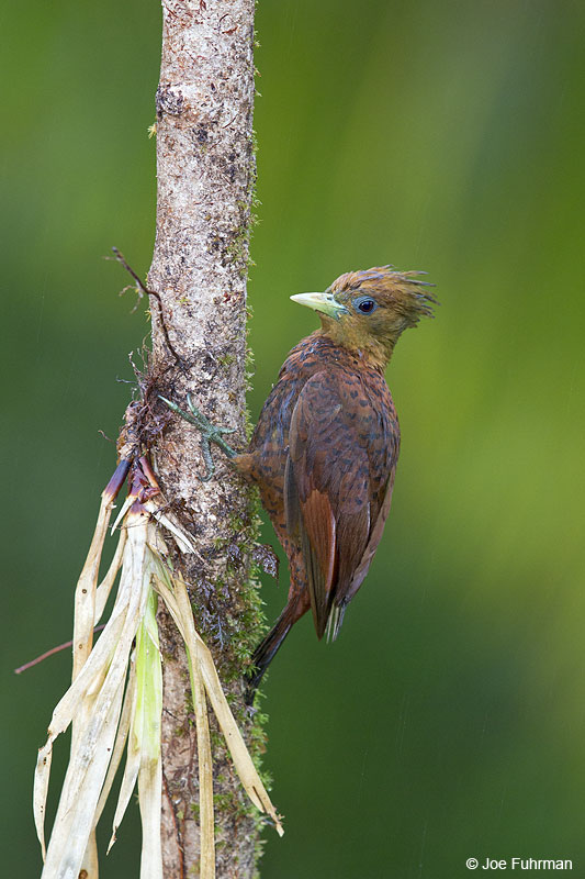 Chestnut-colored Woodpecker Laguna del Lagarto Lodge, Costa Rica   Jan. 2014