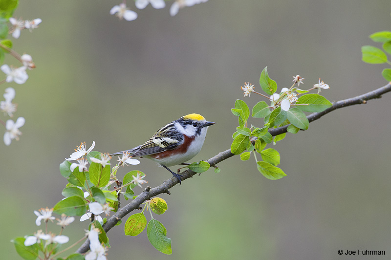 Chestnut-sided Warbler Cattaraugus Co., NY May 2012