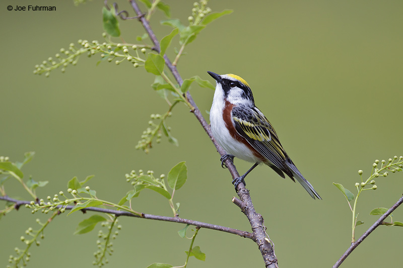 Chestnut-sided Warbler Cattaraugus Co., NY May 2012