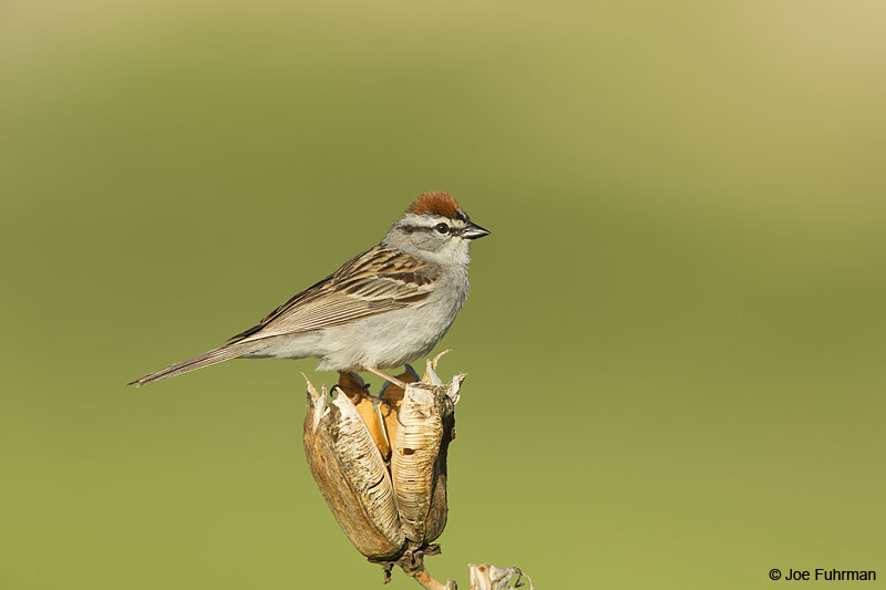 Chipping Sparrow Scotts Bluff National Monument, NE June 2014