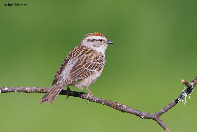 Chipping Sparrow Cuyahoga Co., OH May 2009