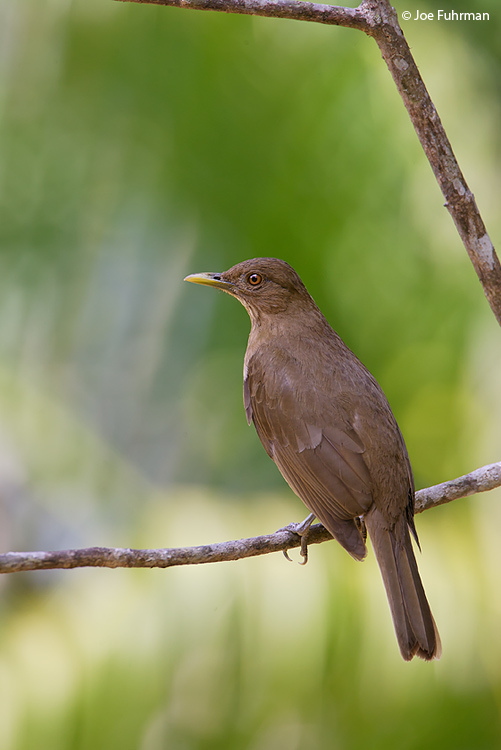 Clay-colored Robin Gamboa,  Panama    March 2008