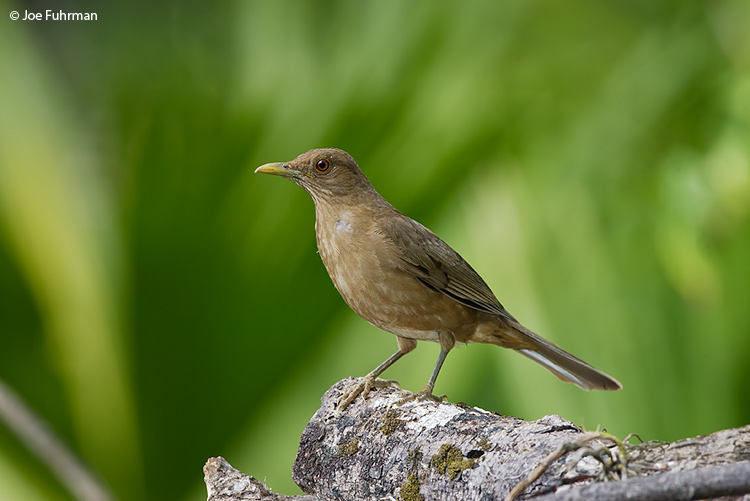 Clay-colored Robin Gamboa,  Panama    March 2008