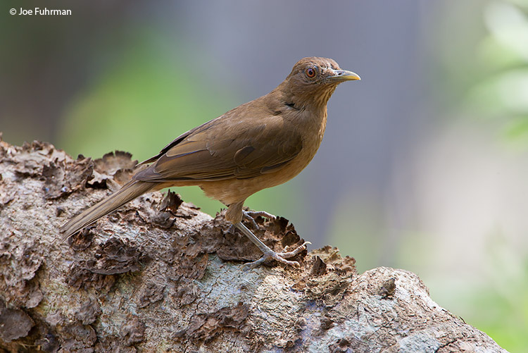 Clay-colored Robin Gamboa,  Panama    March 2008