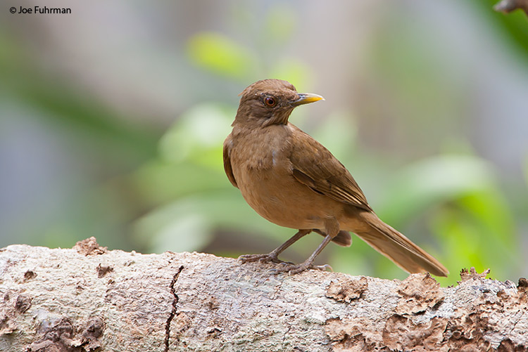 Clay-colored Robin Gamboa,  Panama    March 2008