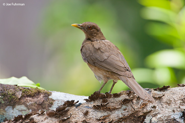 Clay-colored Robin Gamboa,  Panama    March 2008