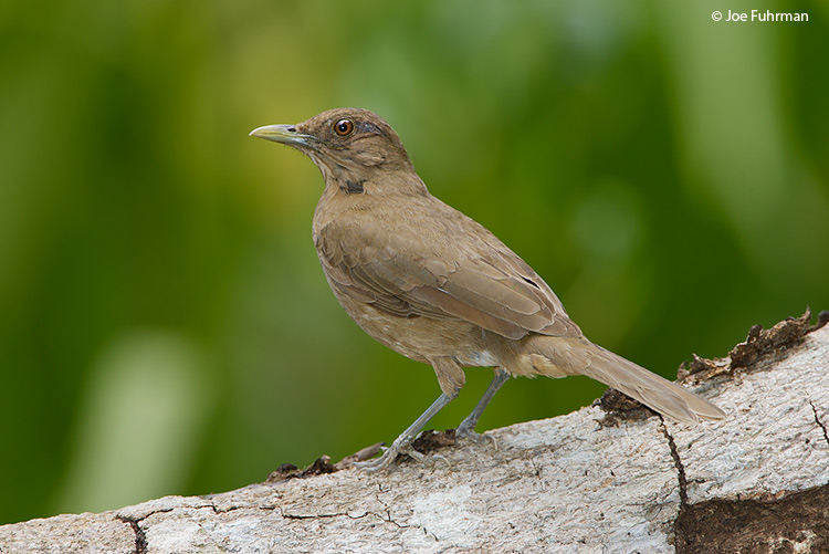 Clay-colored Robin Gamboa,  Panama    March 2008