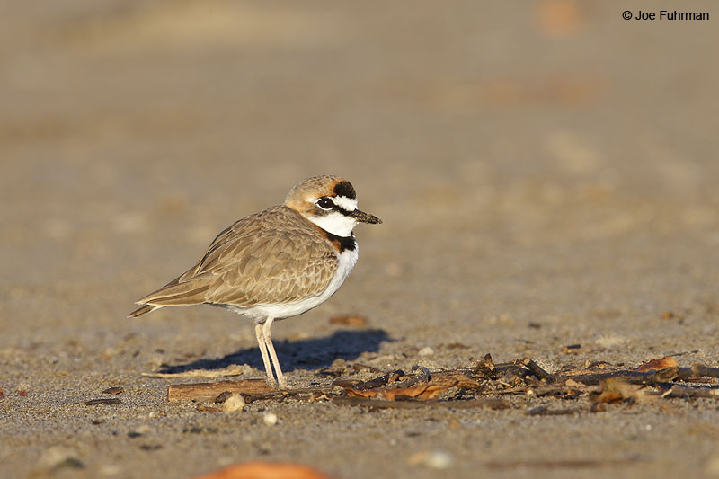 Collared Plover Nay., Mexico   Dec. 2013