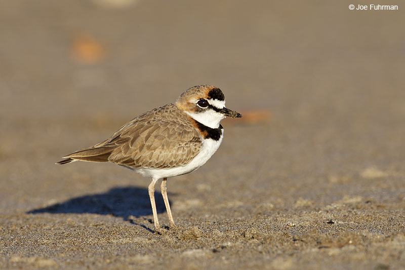 Collared Plover Nay., Mexico   Dec. 2013