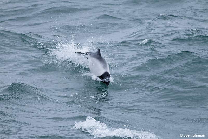 Commerson's Dolphin Falkland Islands     Nov. 2010