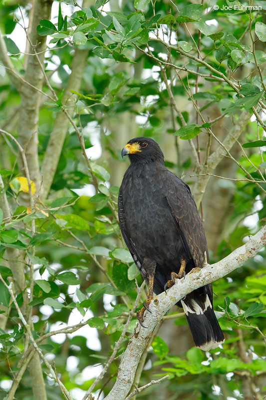 Common Black-Hawk Nayarit, Mexico April 2015