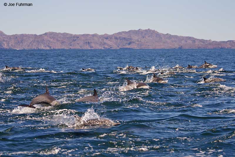 Common Bottlenose Dolphin Loreto, BCS, Mexico   March 2011