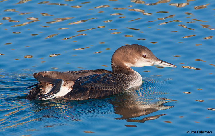 Common Loon L.A. Co., CA December 2008