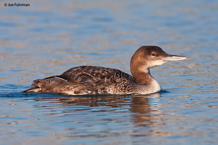 Common Loon L.A. Co., CA December 2008