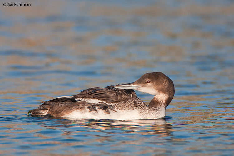 Common Loon L.A. Co., CA December 2008